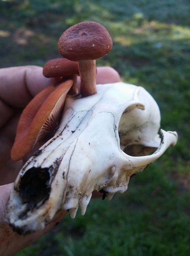 Снимки необычных грибов, которые смогут вас удивить