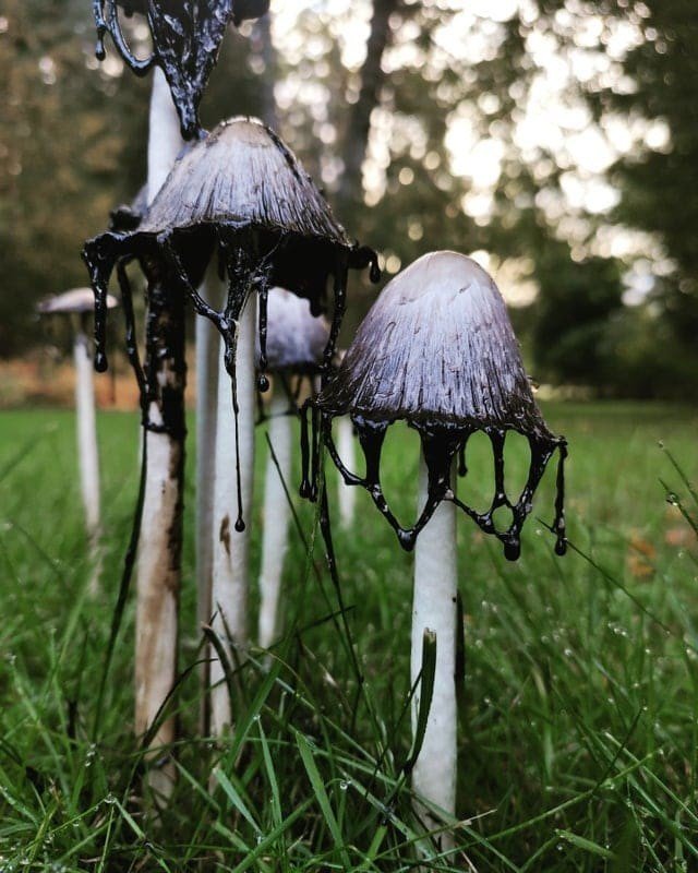 Снимки необычных грибов, которые смогут вас удивить