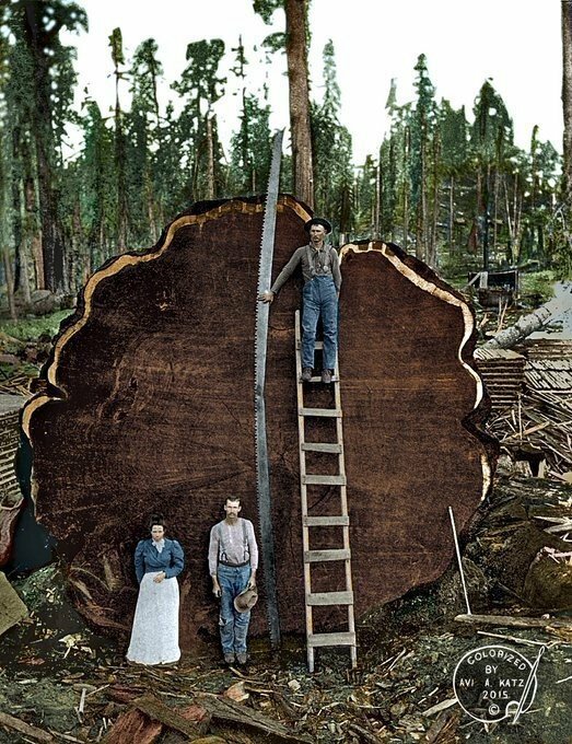 Как в XIX веке американцы едва не уничтожили самое древнее дерево в мире