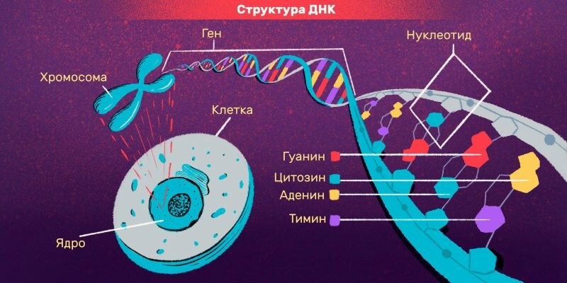 Некоторые интересные факты о человеческих генах