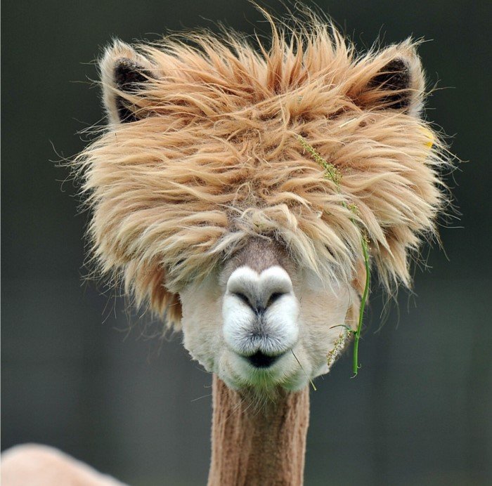 Животные со странными и смешными причёсками
