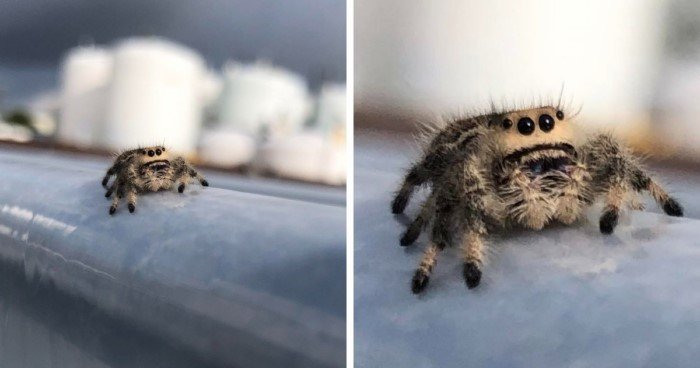 Безобидные и милые пауки на снимках