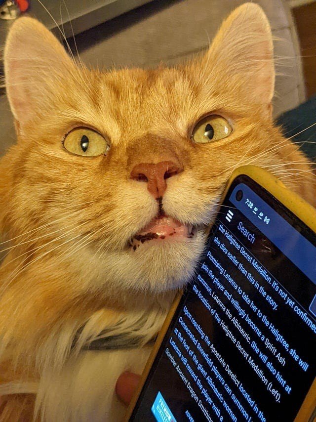 Забавные снимки котиков, у которых сбились системные настройки