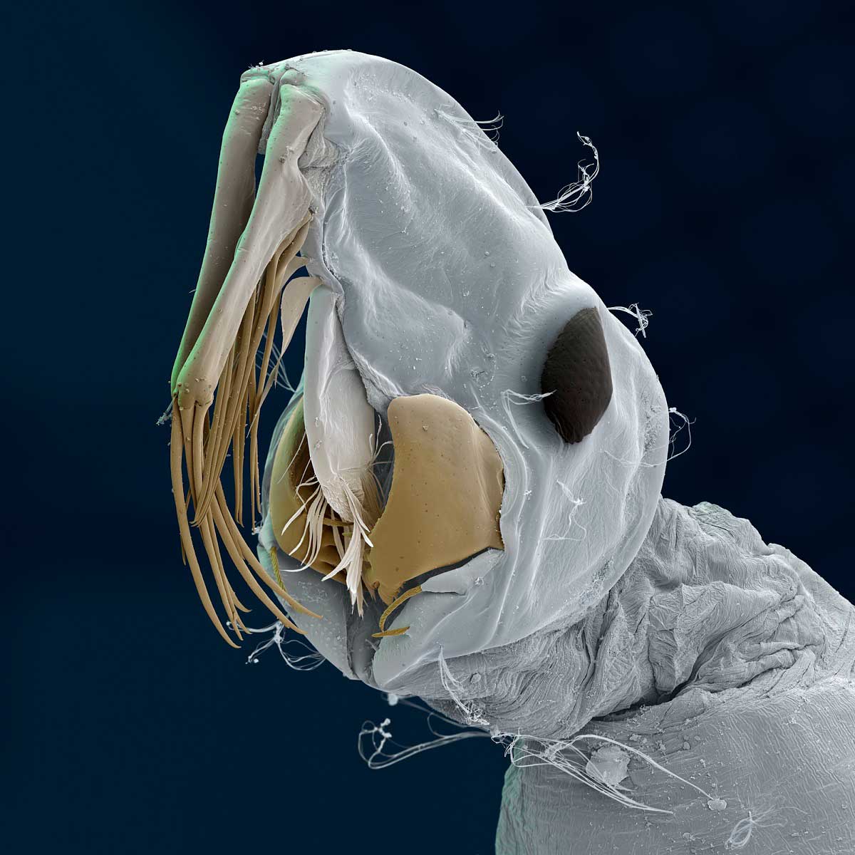 Взгляд на существ через микроскоп или фантастические макрофотографии