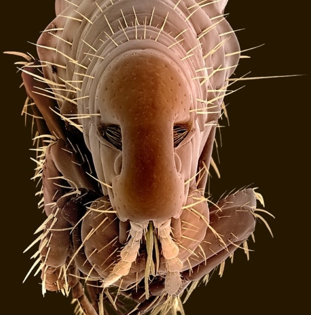 Взгляд на существ через микроскоп или фантастические макрофотографии