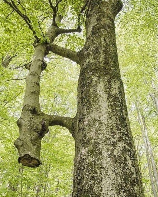 Необычные деревья, которые смогли выжить не смотря ни на что