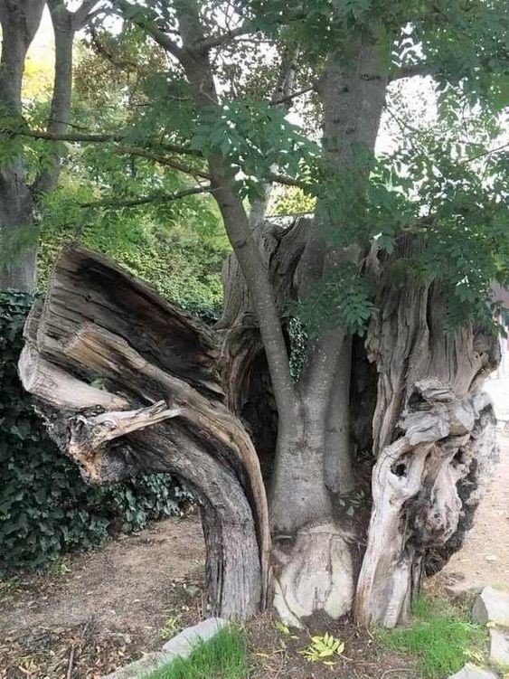 Необычные деревья, которые смогли выжить не смотря ни на что