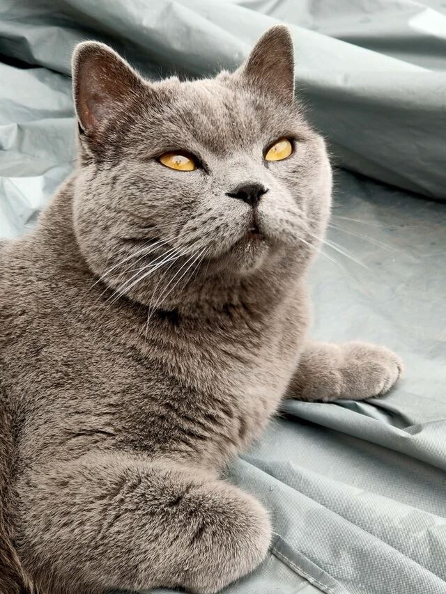 Снимки пушистых кошачьих красавиц