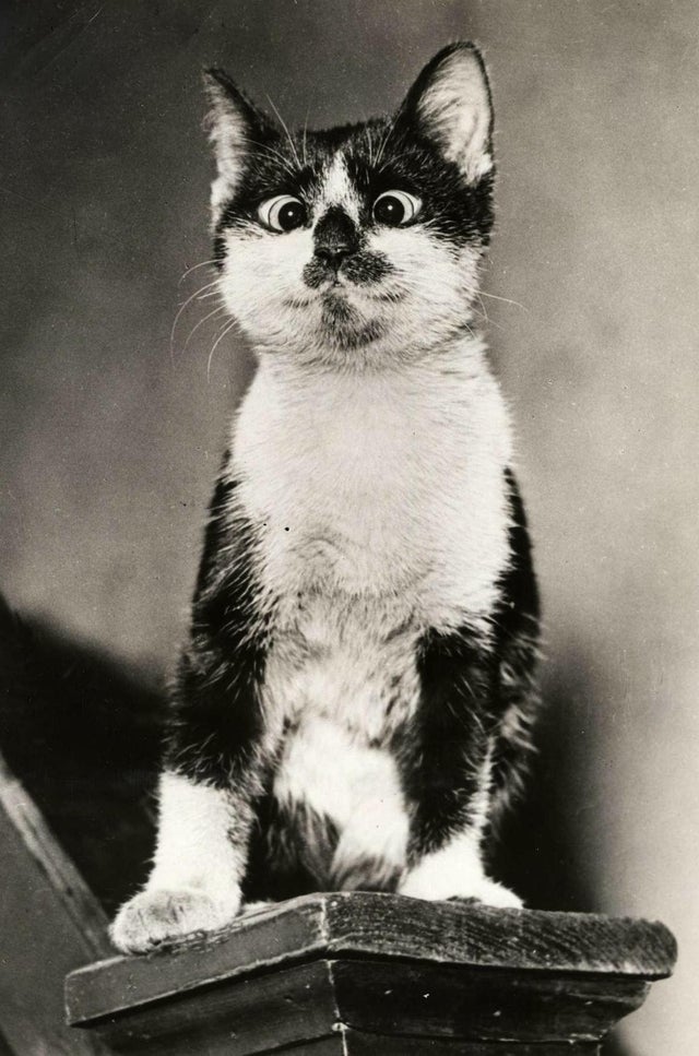 Подборка архивных снимков с пушистыми котиками