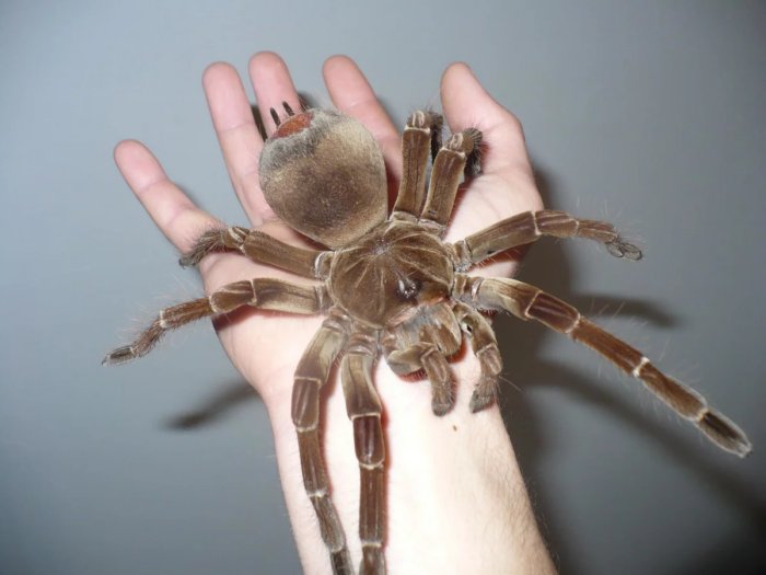 Каким было самое крупное паукообразное в истории планеты