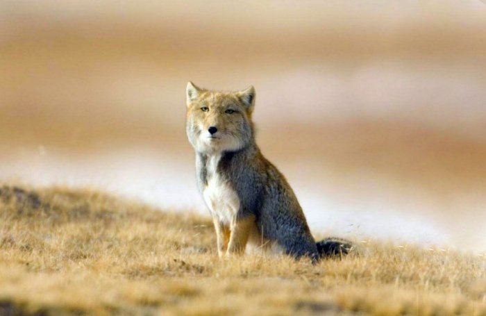 Тибетская лиса - животное, которое стало символом невозмутимости