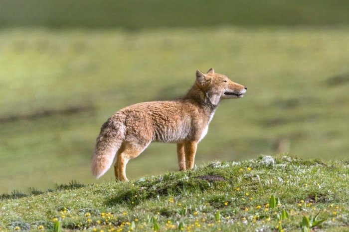Тибетская лиса - животное, которое стало символом невозмутимости