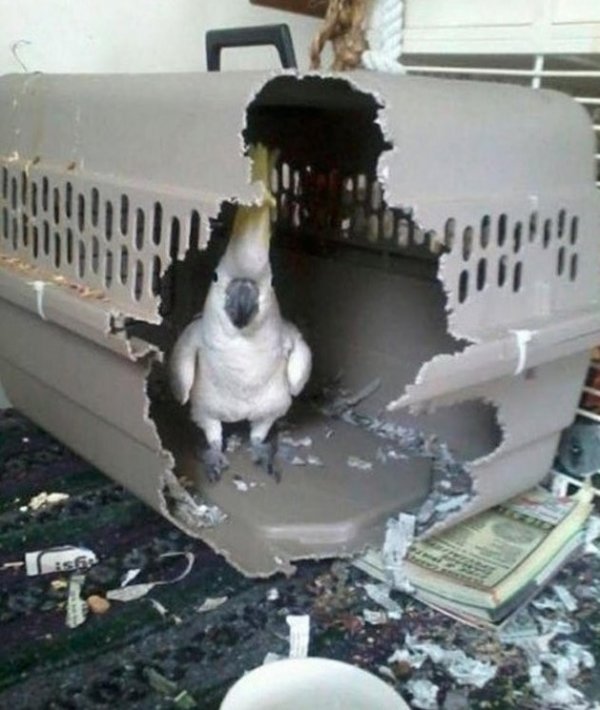 Разбойные птицы - главные хулиганы в мире животных на снимках