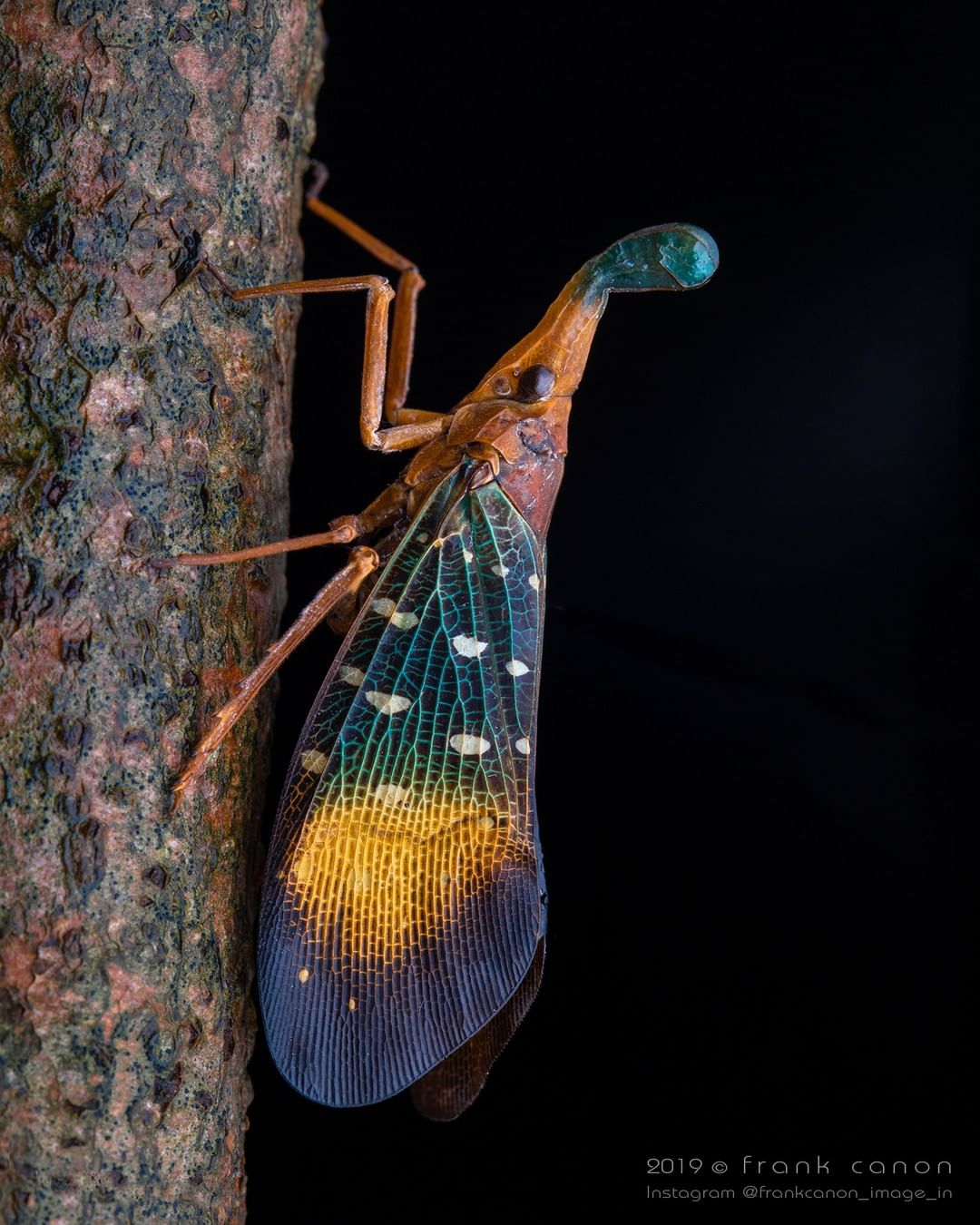 Снимки животных и насекомых от Фрэнка Дешандола Животные