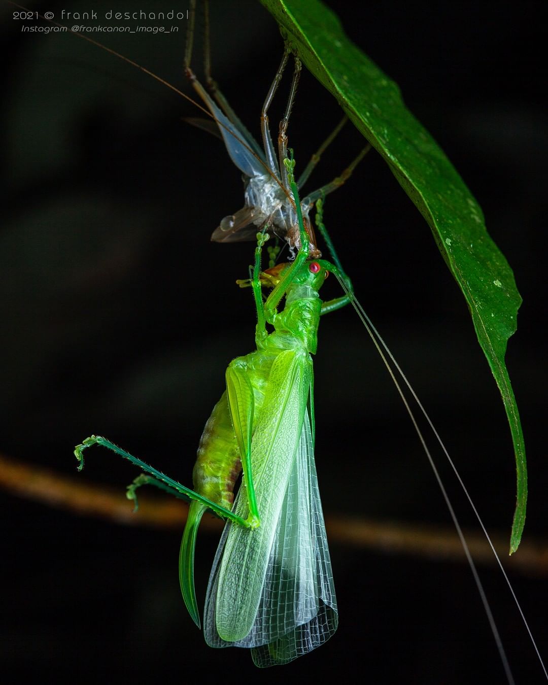 Снимки животных и насекомых от Фрэнка Дешандола Животные