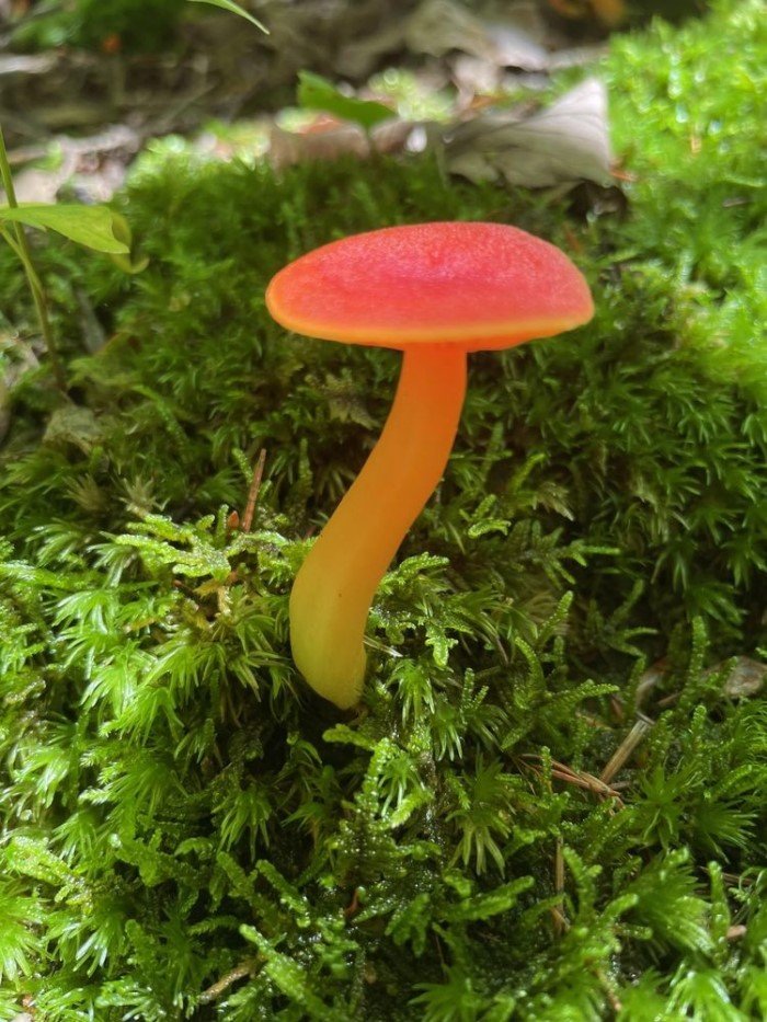 Люди пошли за грибами, а нашли экземпляры словно из сказочного леса