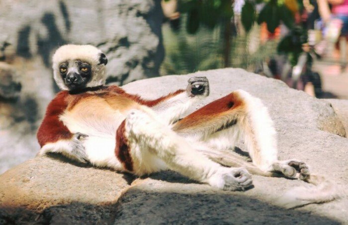 Сифаки - самые весёлые приматы планеты, которым жизнь в удовольствие