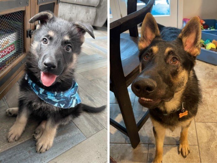 Снимки показывают, как быстро растут и меняются собаки
