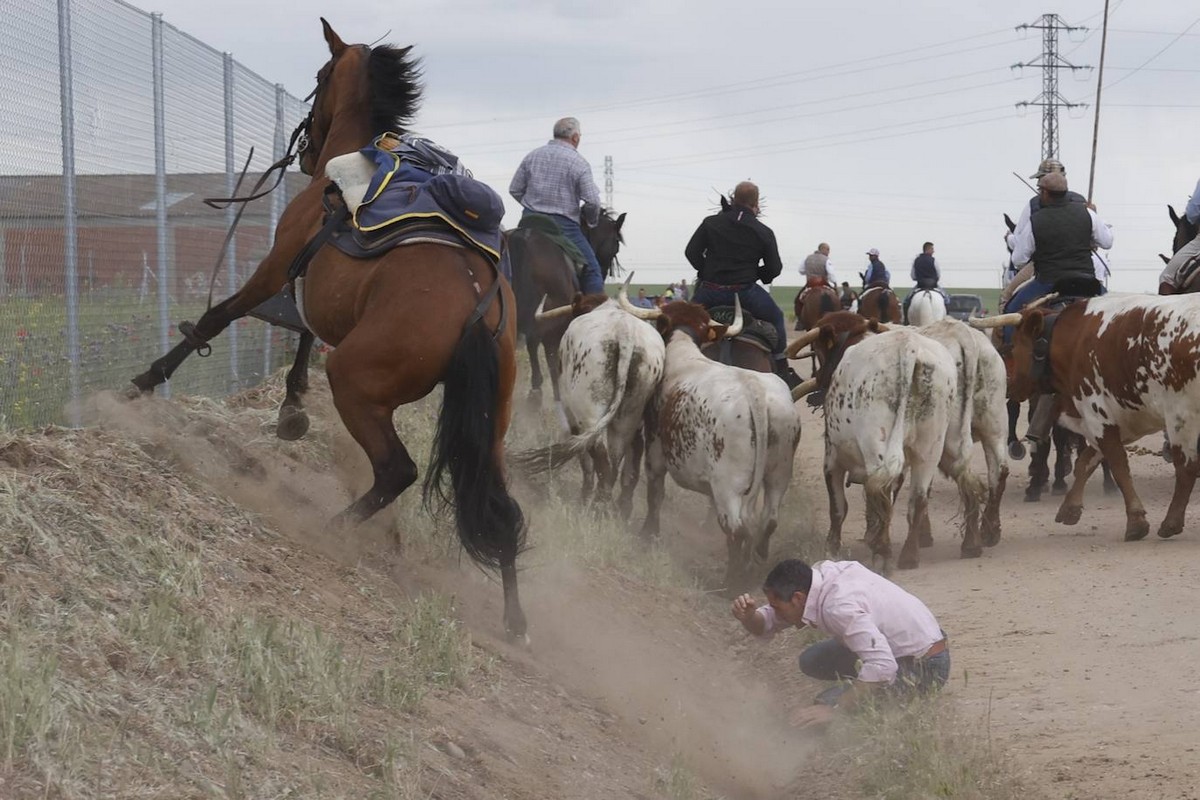 Ежегодная конная ярмарка в Медина-дель-Кампо