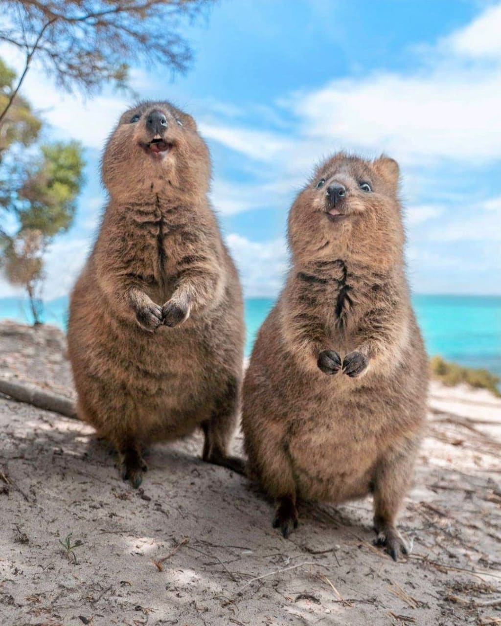 Квокки из Австралии, которых можно назвать самым позитивными животными в мире