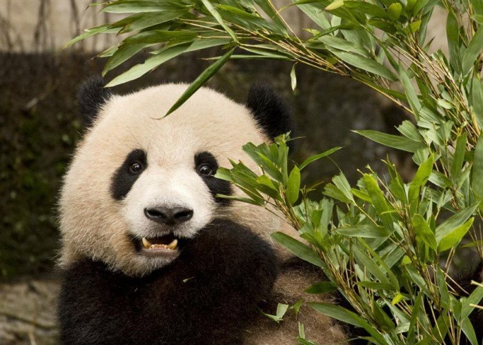 Как получилось, что панды — хищники, которые перестали есть мясо?