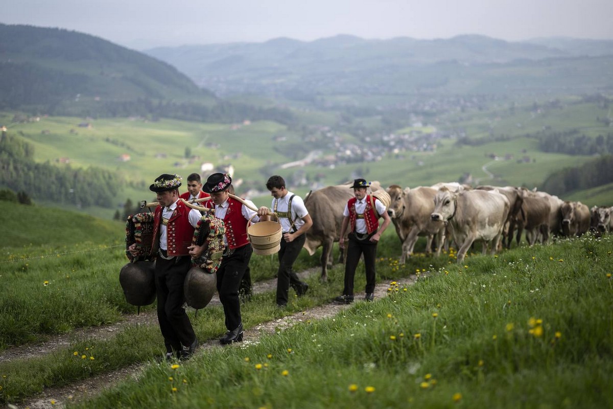 Праздник перегона скота Alpaufzug в Швейцарии