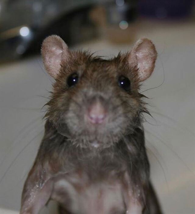 Снимки с забавными крысами, которые изменят ваше отношение к ним