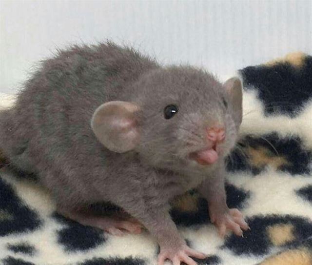 Снимки с забавными крысами, которые изменят ваше отношение к ним