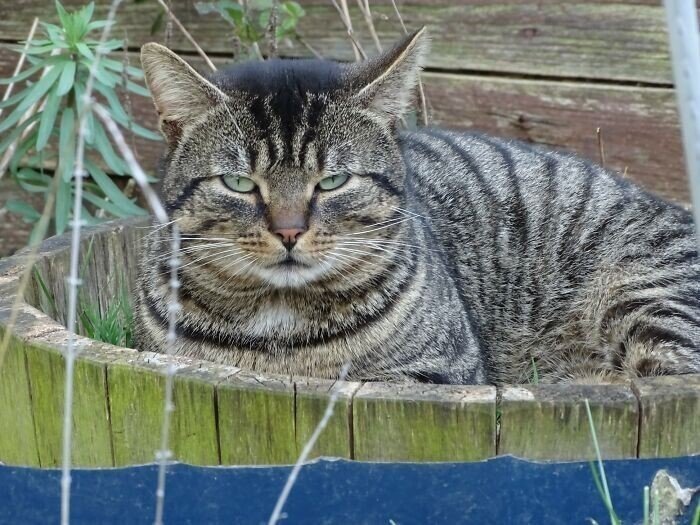 Внезапные котейки, которые неожиданно заявились к людям