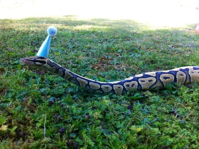 Домашние змеи тоже могут быть милыми и смешными