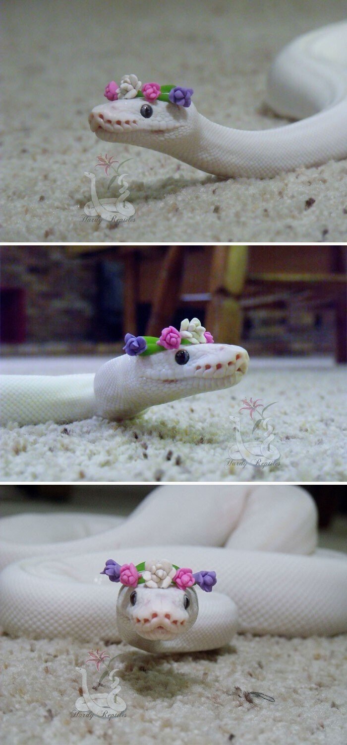 Домашние змеи тоже могут быть милыми и смешными