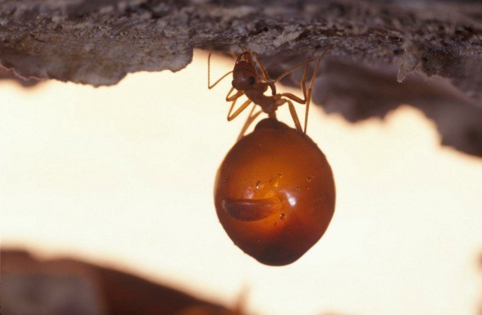 Пять интересных фактов про медовых муравьев