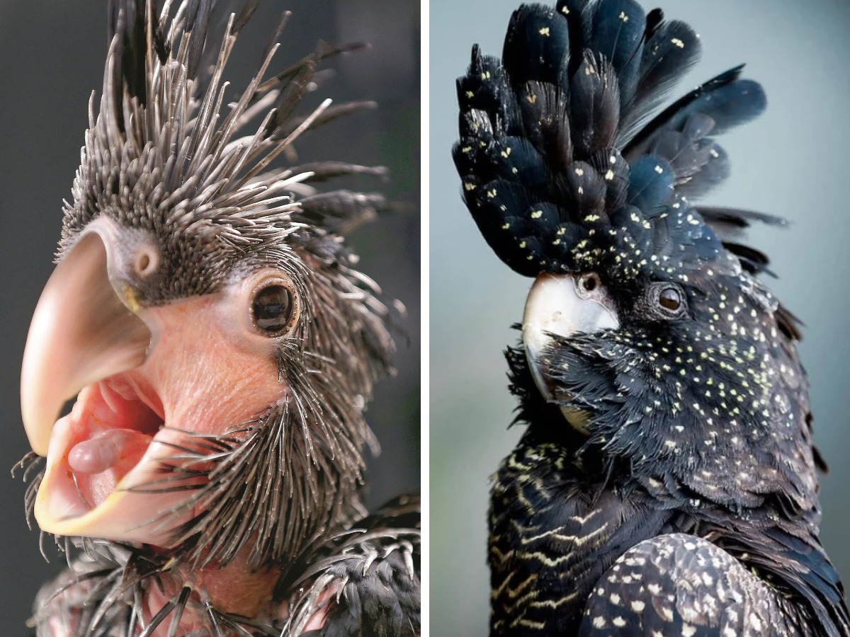 Чудесные превращения невзрачных птенцов в птиц на снимках