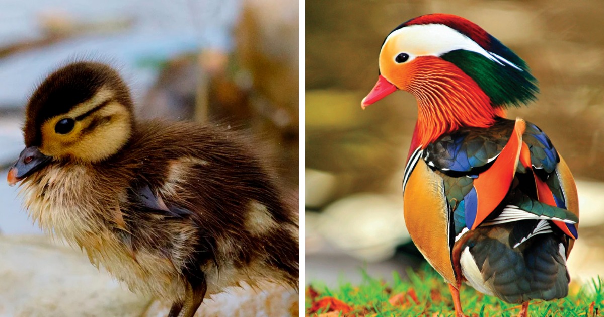 Чудесные превращения невзрачных птенцов в птиц на снимках