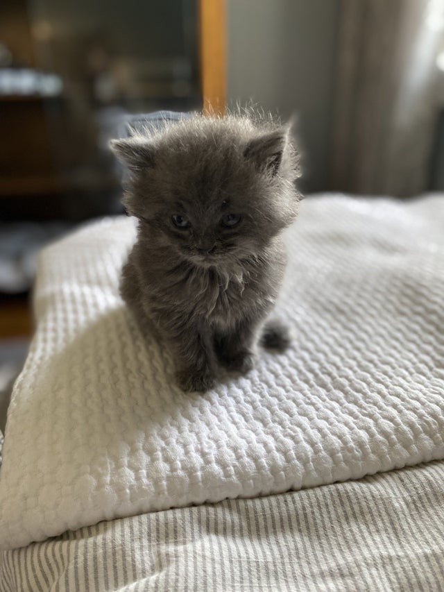 Снимки маленьких котят, в которых просто невозможно не влюбиться котёнок, котят, милые, сердечко, украсть, способных, просто, очень, маленьких, удастся», останется, навсегда10Я, сказать, передержка, надеются, парочки, восторге, Детишки, передержку, Комментаторы