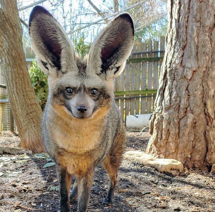 Впечатляющие животные, которых природа наградила огромными ушами Животные