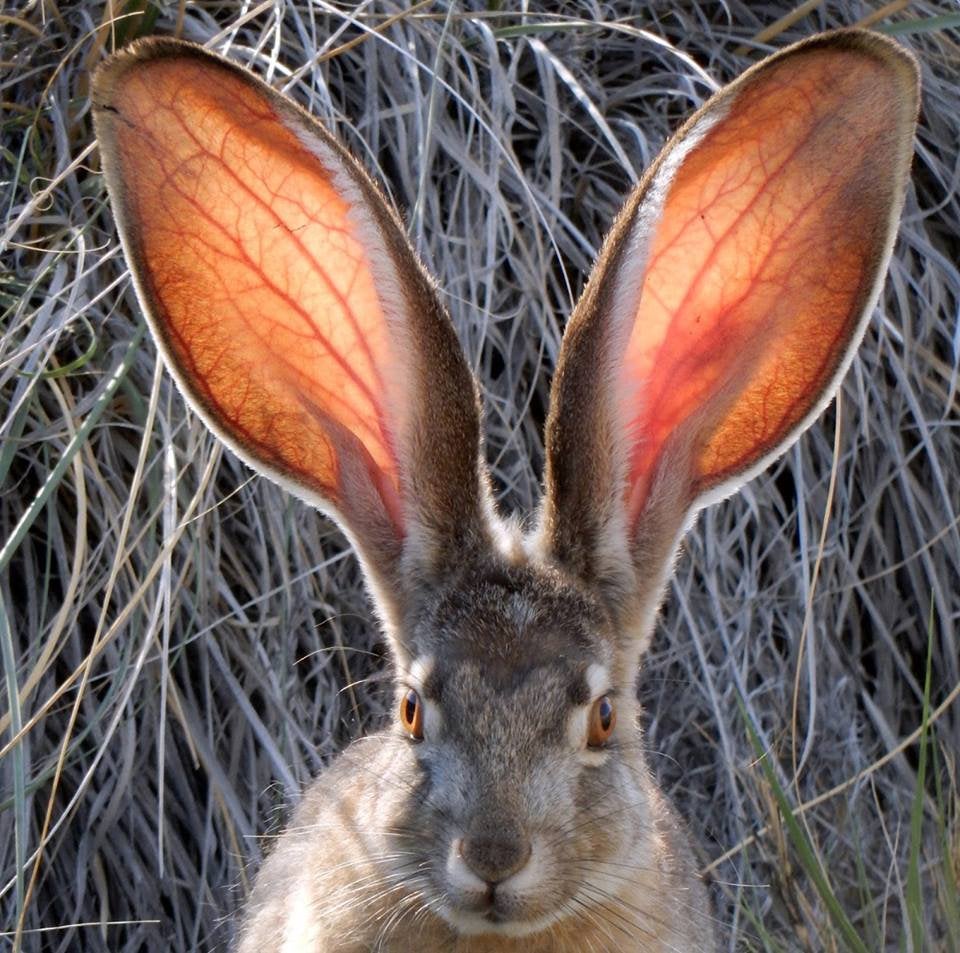 Впечатляющие животные, которых природа наградила огромными ушами Животные