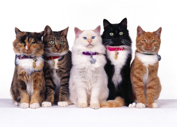 Почему породы собак внешне очень различаются, а кошки - нет