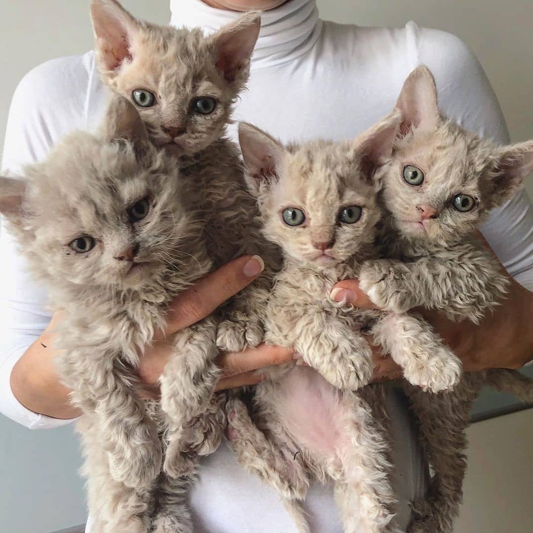 Самые маленькие породы кошек: какие они?