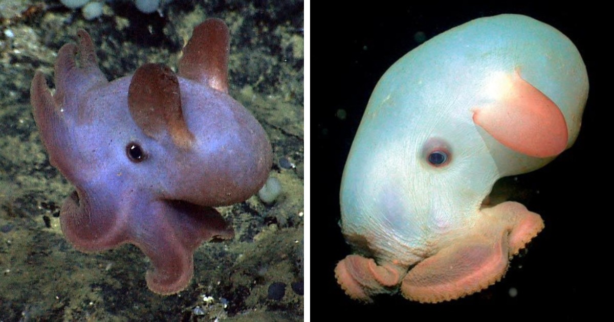 Удивительные и немного пугающие обитатели подводного мира