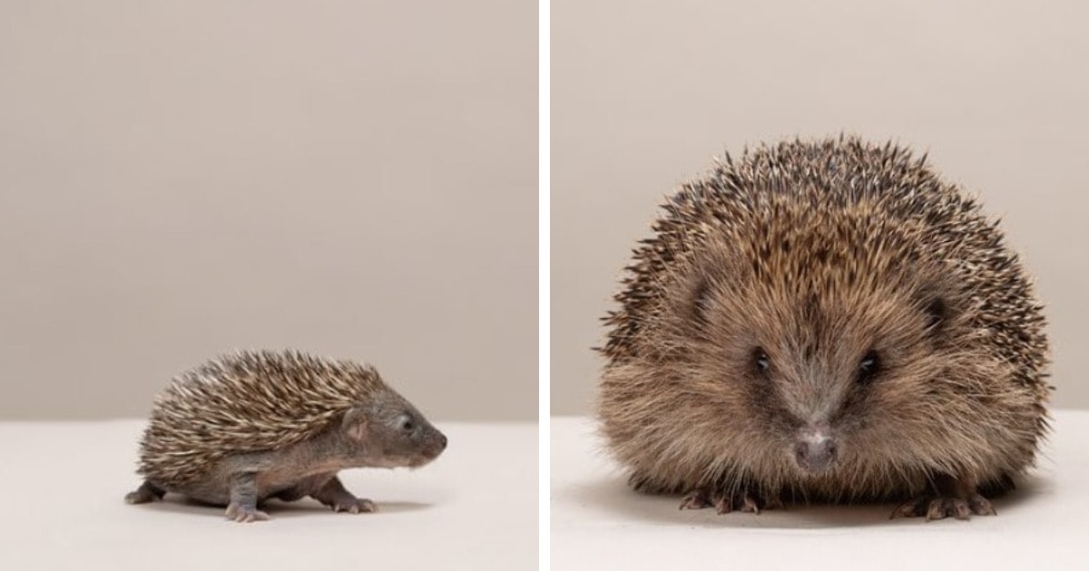 Фотограф Джерард Геттингс показал, как животные преображаются с момента появления
