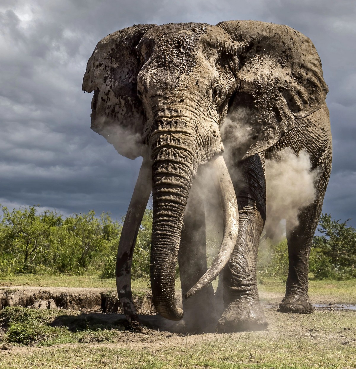 Воины-масаи охраняют 50-летнего слона от браконьеров