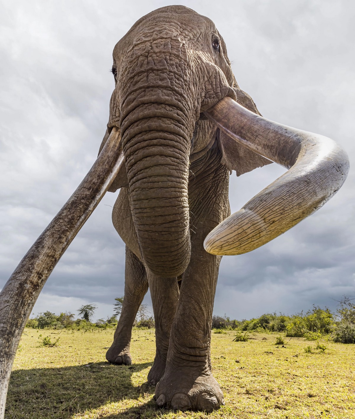 Воины-масаи охраняют 50-летнего слона от браконьеров