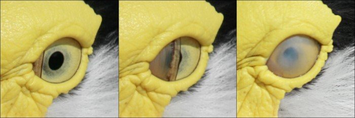 Из-за чего глаза птиц иногда становятся жуткого бледного цвета?