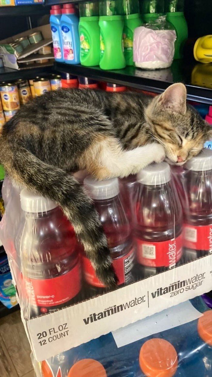 Котики, которые оккупировали магазины и не собираются уходить Животные