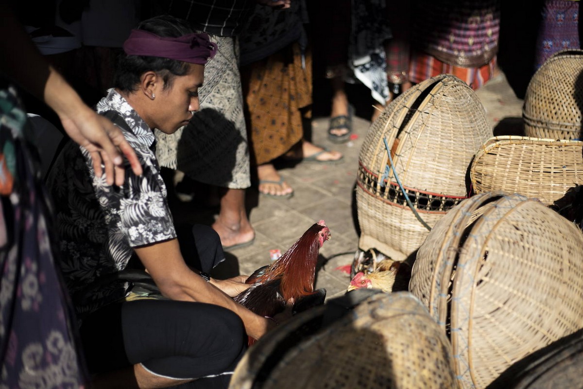 Петушиные бои на острове Бали