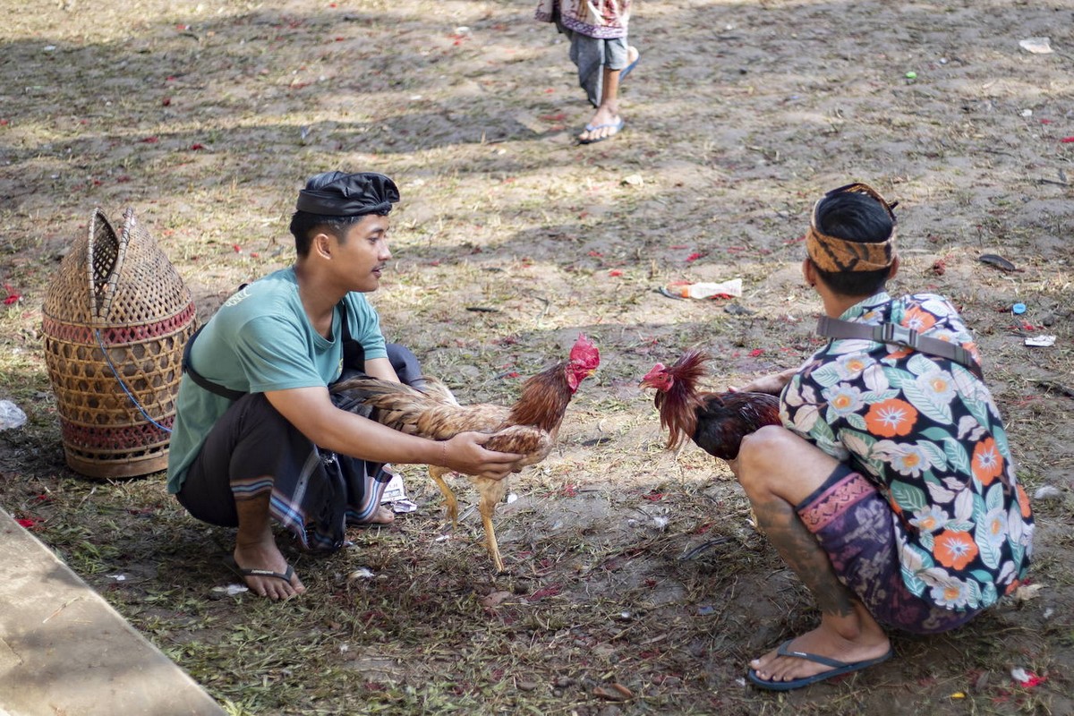 Петушиные бои на острове Бали
