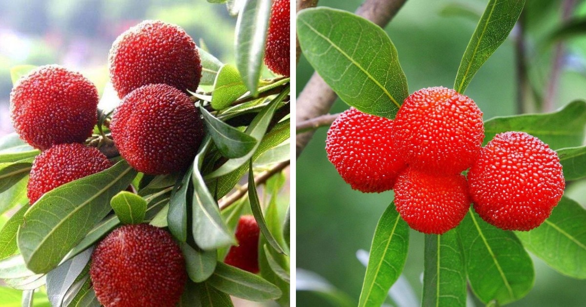 Необычные и экзотические фрукты, которые вам ещё предстоит попробовать