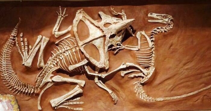 Снимки доказательств того, какой суровой была природа миллионы лет назад