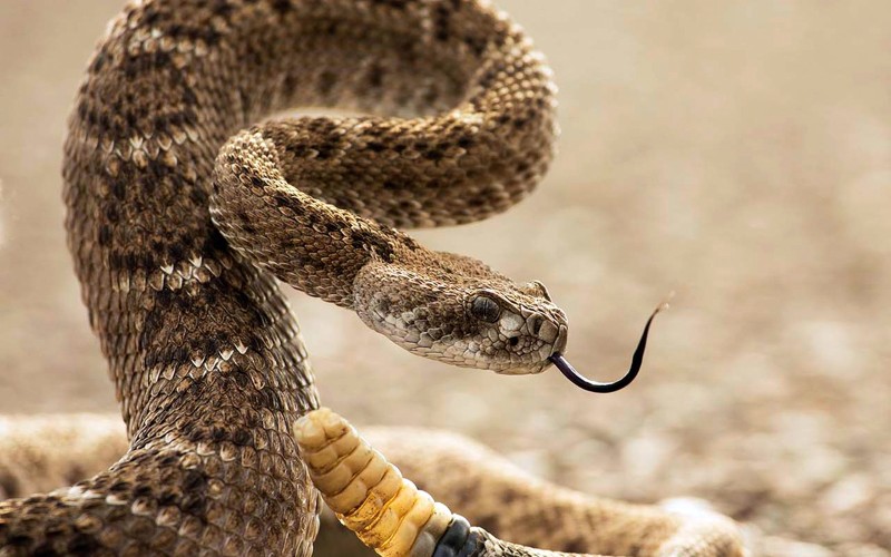 Странные мифы о змеях, из-за которых многие их боятся
